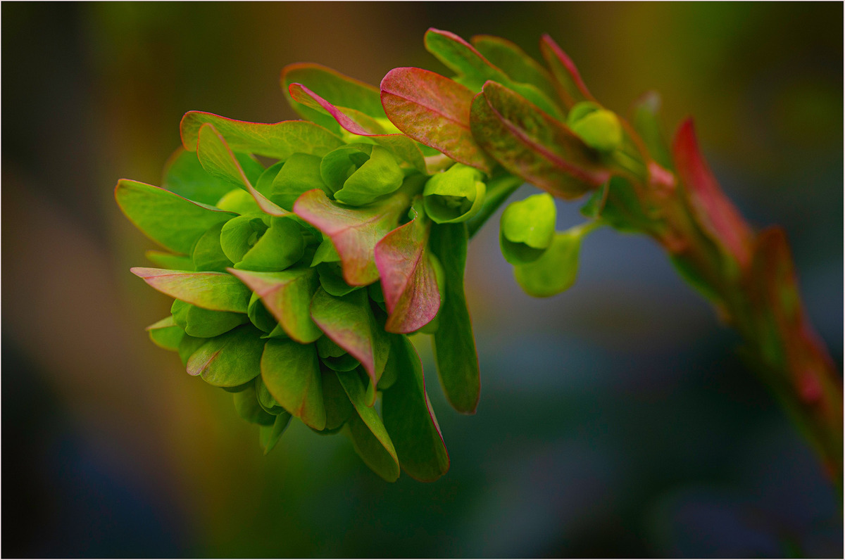 18 Euphorbia